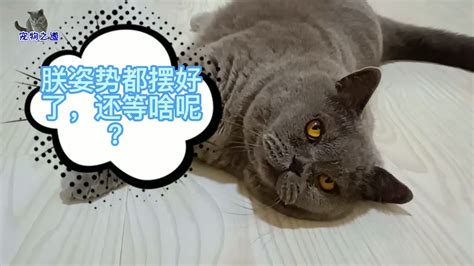 这只胖公猫太有心机了，撒娇卖萌方式简单粗暴，直接吓走别的猫 Youtube