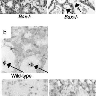 Subcellular Localization Of Wild Type Bcl Er Targeted Bcl And