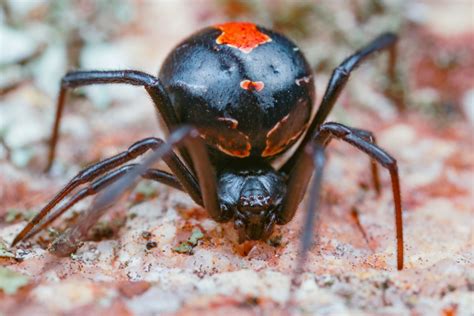 Fact File Redback Spider Latrodectus Hasselti Australian Geographic