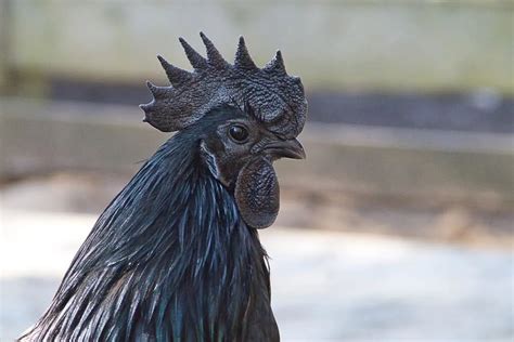 Ayam Cemani: The World’s Most Expensive Chicken - Animals Around The Globe