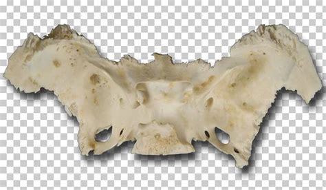 Jaw Foramen Ovale Pterygoid Processes Of The Sphenoid Anatomy Mandible