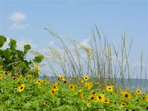 Honeymoon Island State Park, Dunedin - Florida's Hotspots
