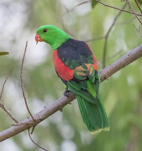 Red Wing Parrot Photograph By Thomas Kaestner Pixels