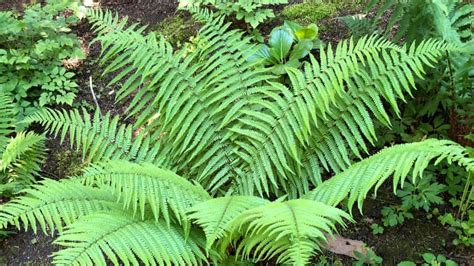 Reliable Evergreen Ferns For Dry Shade