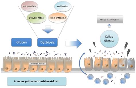 Proposed Model For Celiac Disease Cd Pathogenesis Specific Host