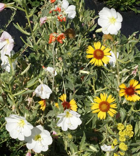 Intermountain Native Wildflower Seed Mix|Applewood Seed Company
