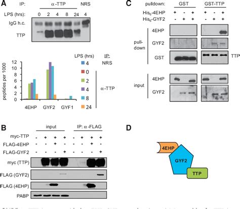 Figure 1 From Recruitment Of The 4ehp Gyf2 Cap Binding Complex To Tetraproline Motifs Of