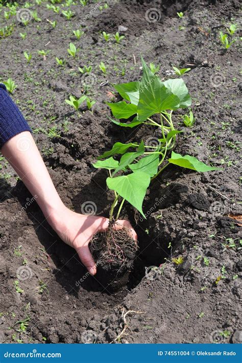 Comment Planter Et Cultiver Les Patates Douces Patates Douces