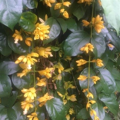 nong noch vine petraeovitex bambusetorum care guide water soil
