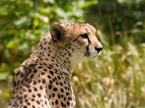 Gepard, Cętki