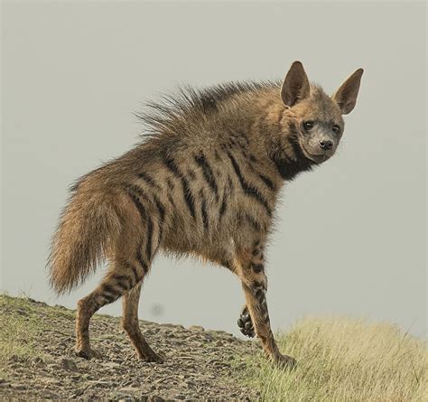 Striped hyena, Baby Hyena HD wallpaper | Pxfuel