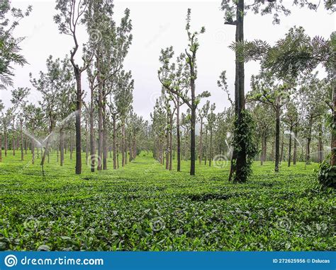 Tea Gardens At Ooty India Stock Photo Image Of Ooty 272625956