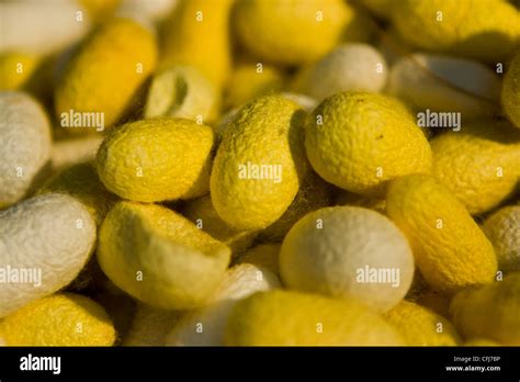 Silkworm Cocoon Detail Stock Photo Alamy