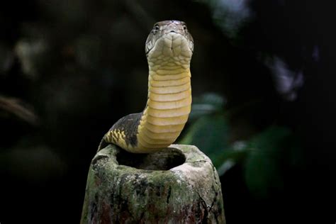 King Cobra Facts