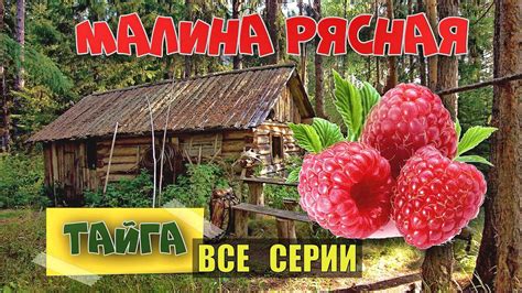 СЕРИАЛ МАЛИНА в ТАЙГЕ ВСЕ СЕРИИ СУДЬБА МАКАРЫЧА МЕДВЕДЬ ВОЛКИ ВОЛЧЬЯ ...