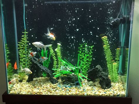 70 Gallon Tall Visio Tank 7 Goldfish 25 50 Water Changed Weekly