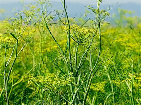 Finocchio Selvatico Foeniculum Vulgare Miller Amaperbene It