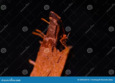 empty husk  dry coconut stock photo image  fruit
