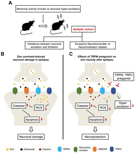 Ijms Free Full Text Pathophysiological Roles Of Transient Receptor