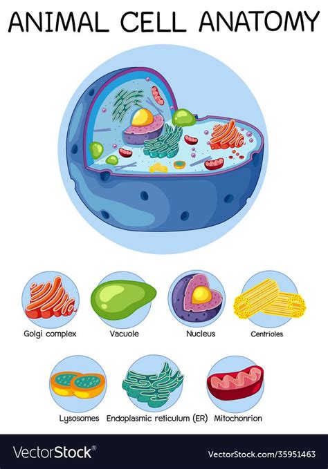 an animal cell diagram with all the different types of animals and ...