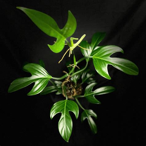 Philodendron Panduriforme 6 Pot Plant Hawaii