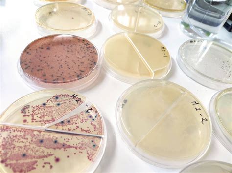 Toma de muestras en lesiones cutáneas | LABORATORIO VETERINARIO PATVETEC