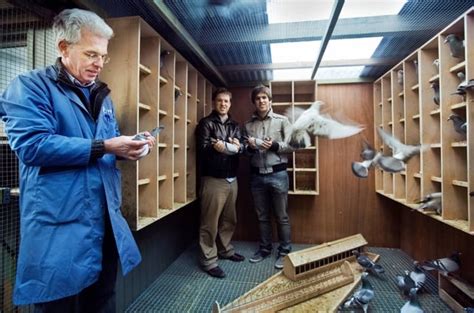 Irish Sporting Hero Bolt The Pigeon Sells For €300000
