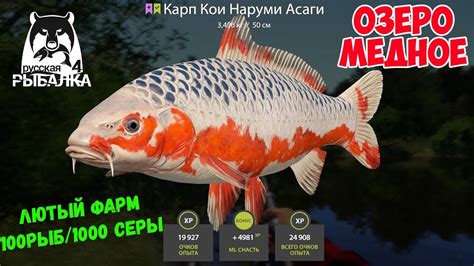 ОТЛИЧНЫЙ ФАРМ С ПВА И БЕЗ ПВА НА МЕДНОМ ОЗЕРЕ С ТОННОЙ РЫБЫ В РУССКОЙ ...