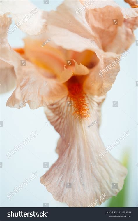 Beatiful Macro Photo Iris Flower Nude Stock Photo 2211253557 Shutterstock