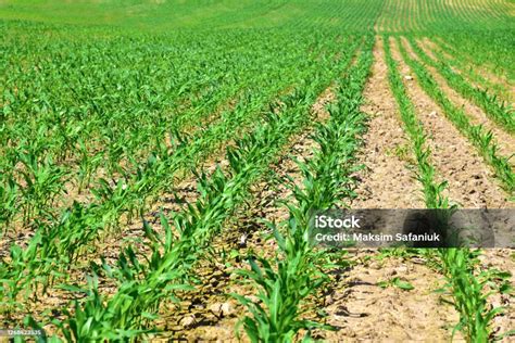 tanaman jagung muda  ladang latar belakang tanaman jagung