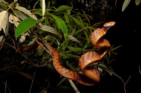 Are There Snakes In Hawaii 4