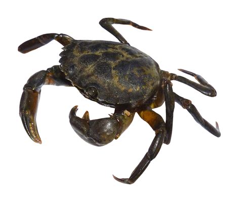 Crab PNG