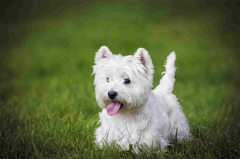 12 Best Dog Breeds for Senior Citizens