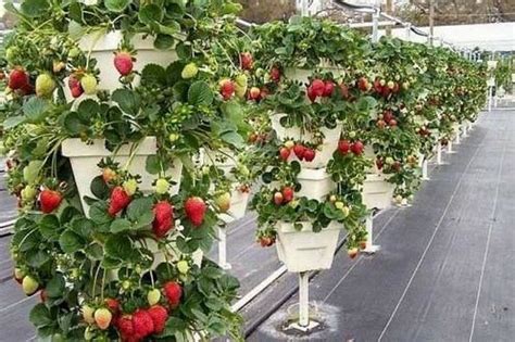 14 моделей вертикальных грядок для клубники - Своими руками