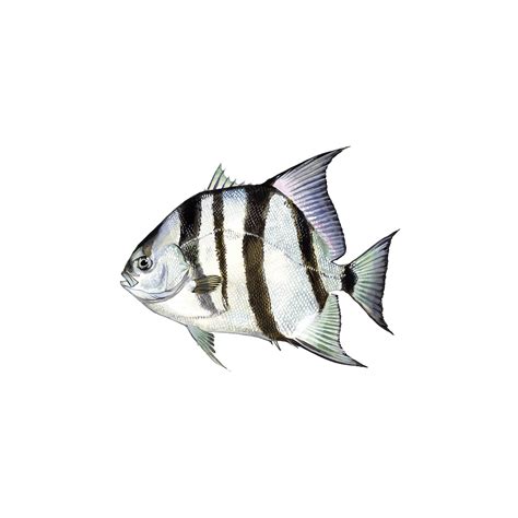 Spadefish