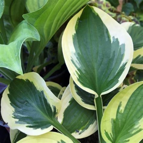 Hosta Brim Cup árnyékliliom Florapont