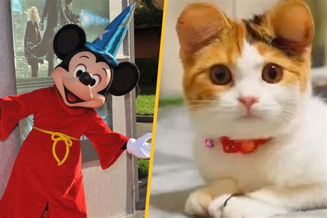 Ubah Telinga Haiwan Peliharaan Seperti Mickey Mouse Kosmo Digital