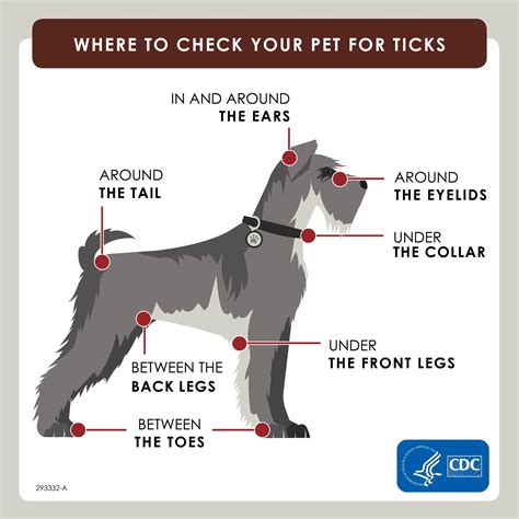 Types of Ticks: A Complete Guide | Field & Stream