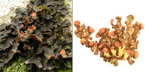 Нефрома перевернутая — Nephroma esupinatum