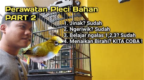 Perawatan Pleci Bahan Agar Cepat Buka Paruh Menaikan Birahi