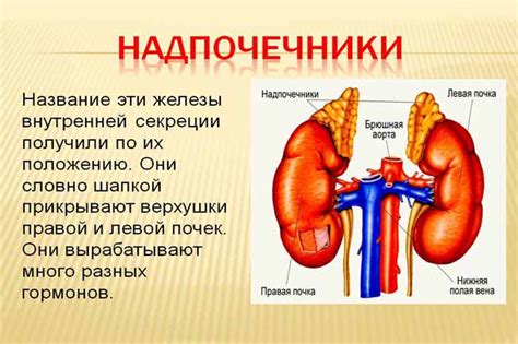 Кора надпочечников: гормоны и функции, механизм действия, анализы ...