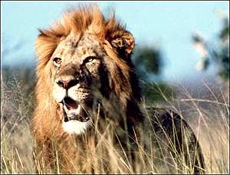 TIL about the two-week long lion-hyena war over disputed territory in