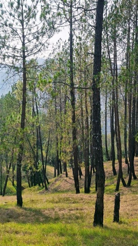 Places To Visit Around Kasar Devi In Almora