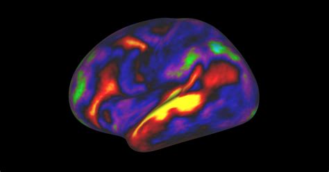 A New Map Of The Brain Redraws The Boundaries Of Neuroscience Wired