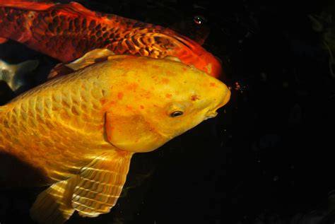 Free Images Nature Animal Wildlife Fish Goldfish Koi Carp