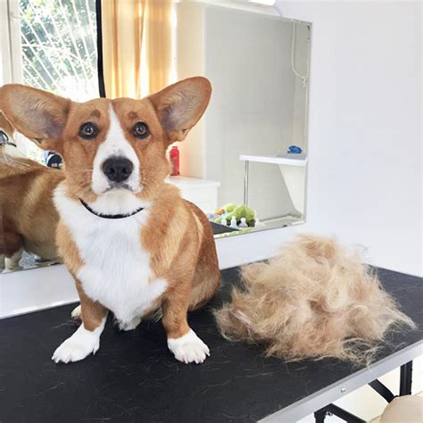 Экспресс-линька собак и кошек в зоосалоне Puffy-groom