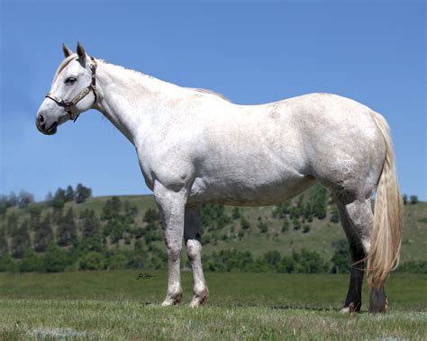 Myers Performance Horses