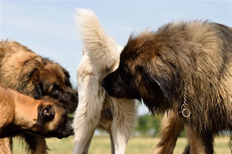 why do cats sniff each others butts 5