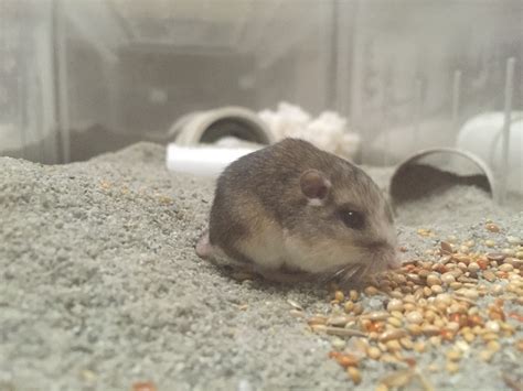 Pocket mouse: A very special litter | San Diego Zoo Wildlife Alliance