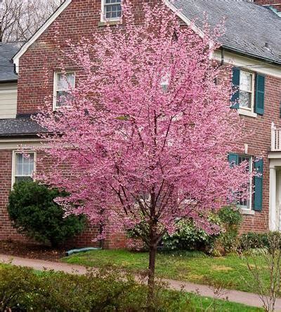 Okame Flowering Cherry 6ft Standard - Prunus Campanulata x Incisa 400mm